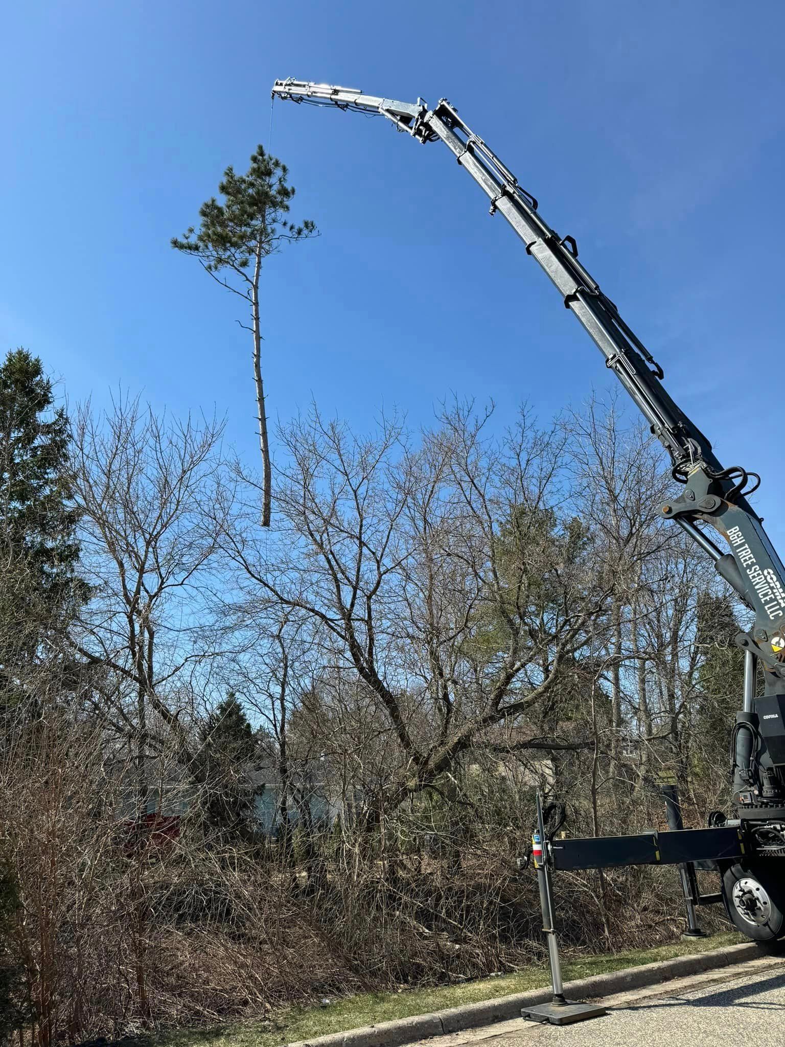 A crane is lifting a tree in the air.
