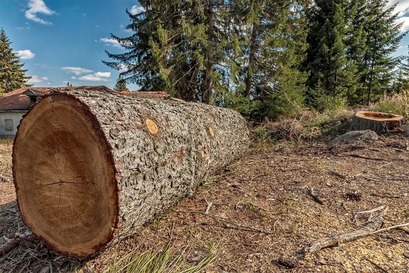 A large log is laying on the ground in a forest.