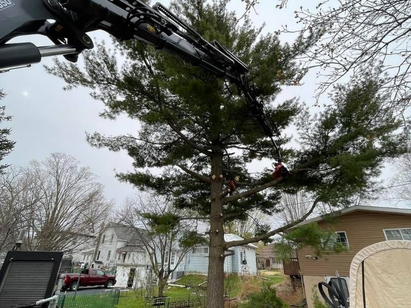 A man is cutting a tree with a crane.