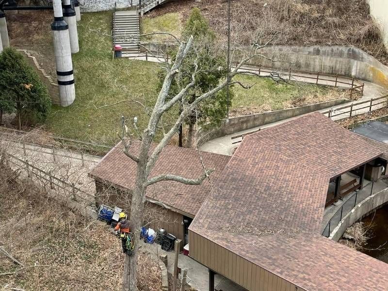 An aerial view of a tree being cut down in front of a building.