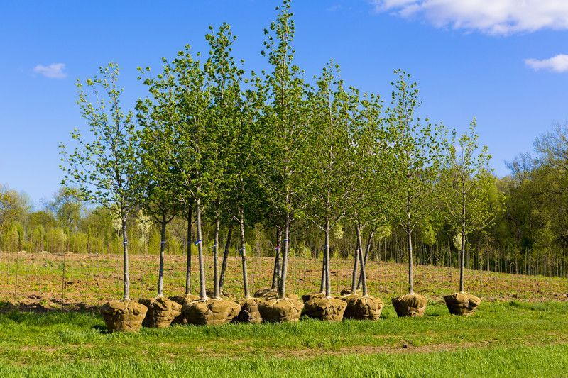 Trees planted in Victoria back yard