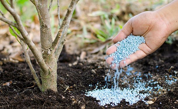 tree fertilization services in victoria