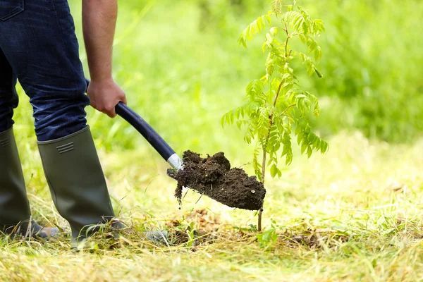 arborist services tree planting