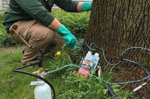 trained and certified arborist fertilizing tree in backyard victoria bc