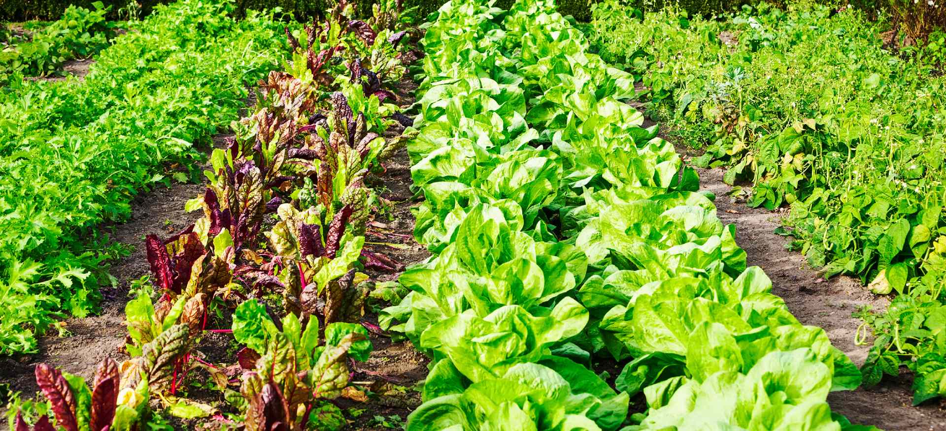 piante da orto del vivaio