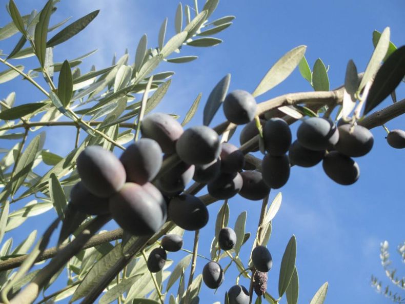 olio oliva in barattoli