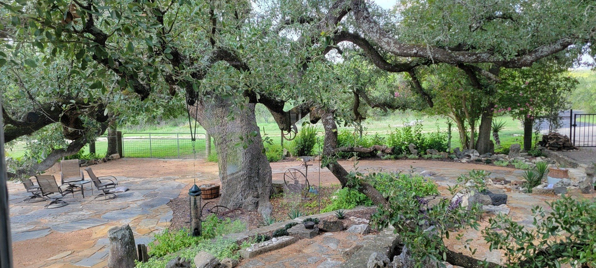 grandfather-oak-tree