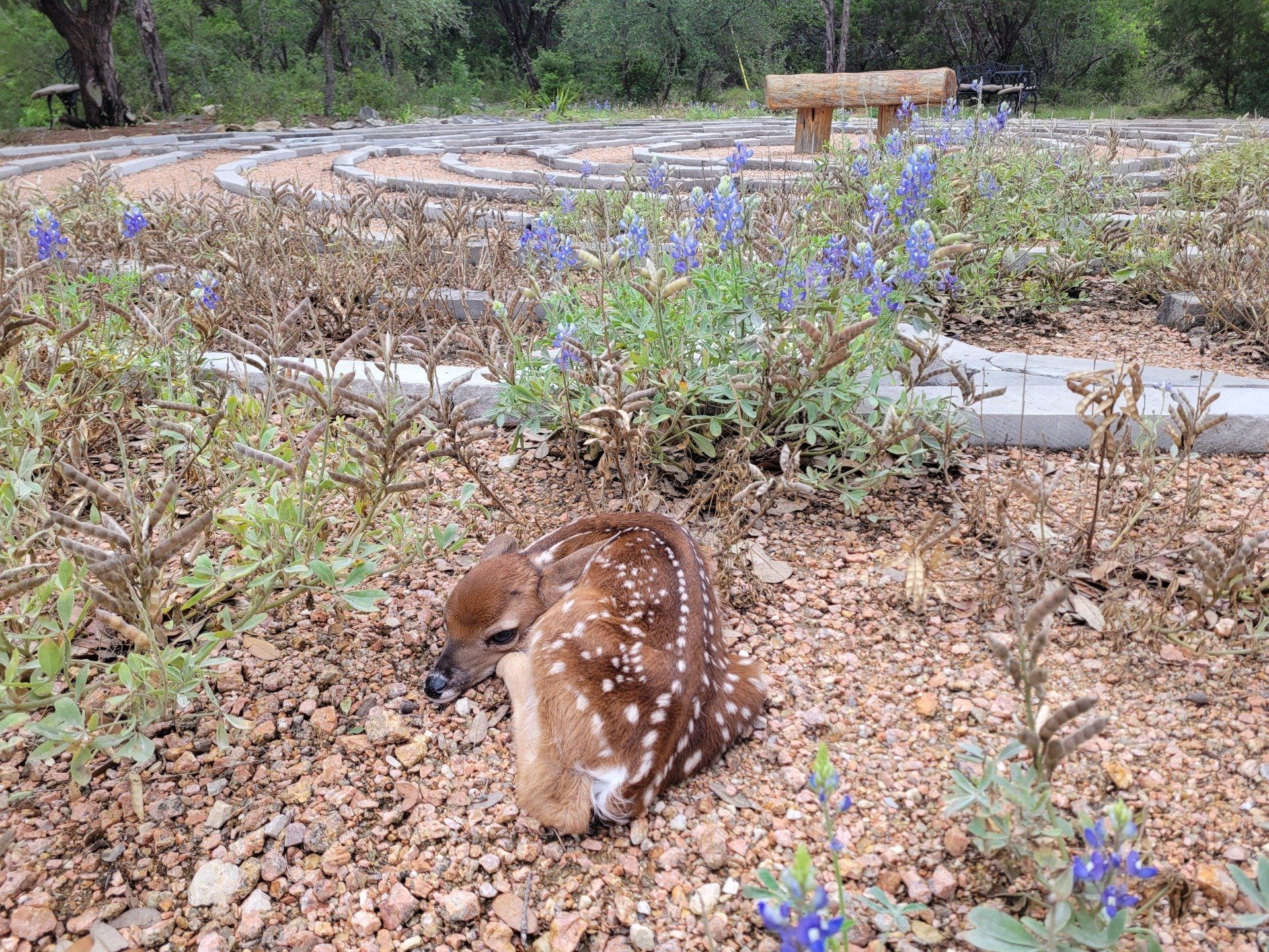 baby-fawn