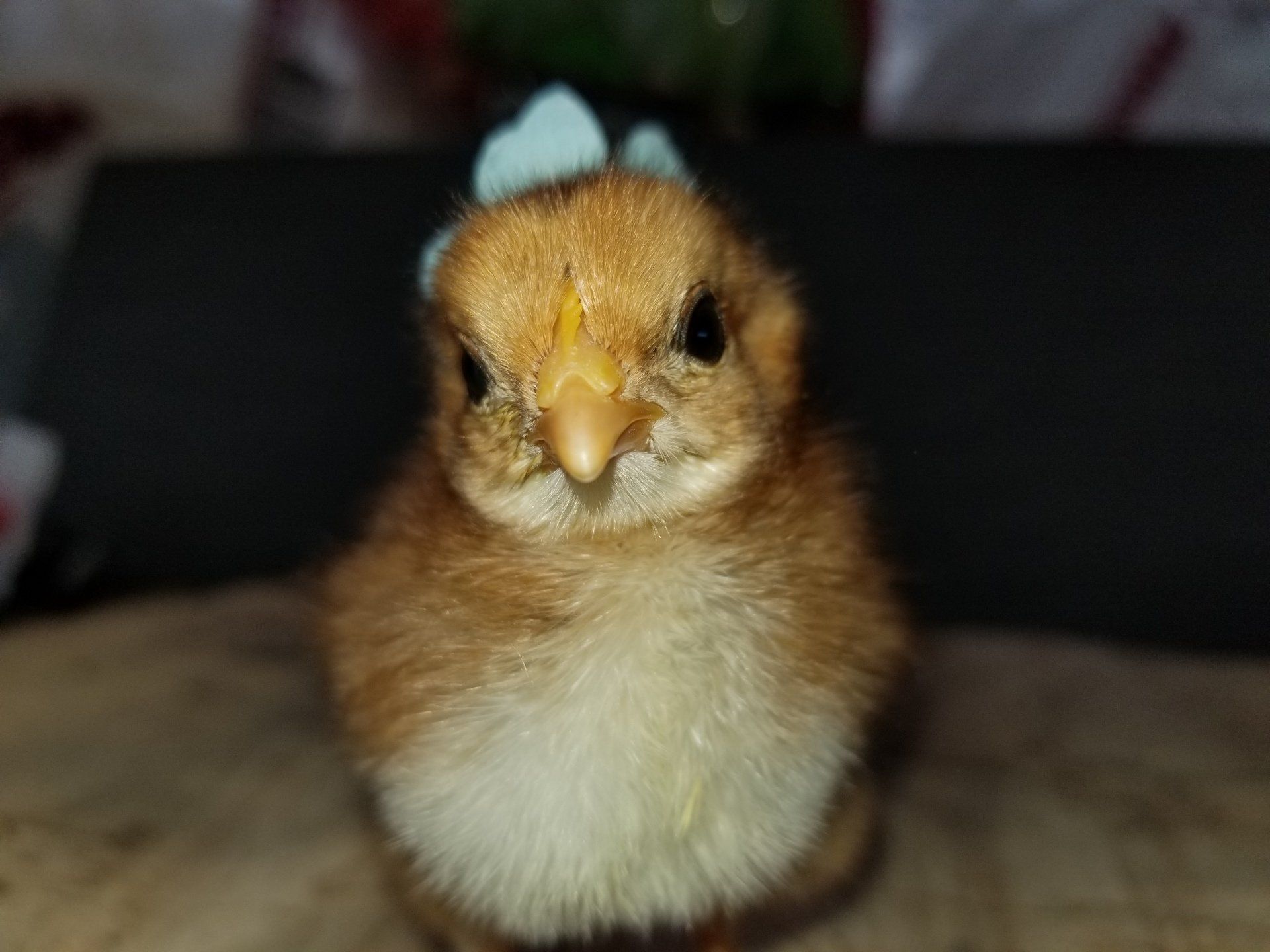 Baby Chick with Blue Hat