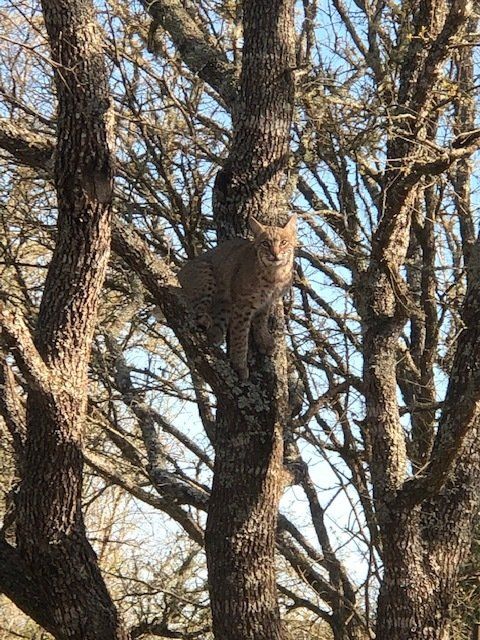 bobcat-in-tree