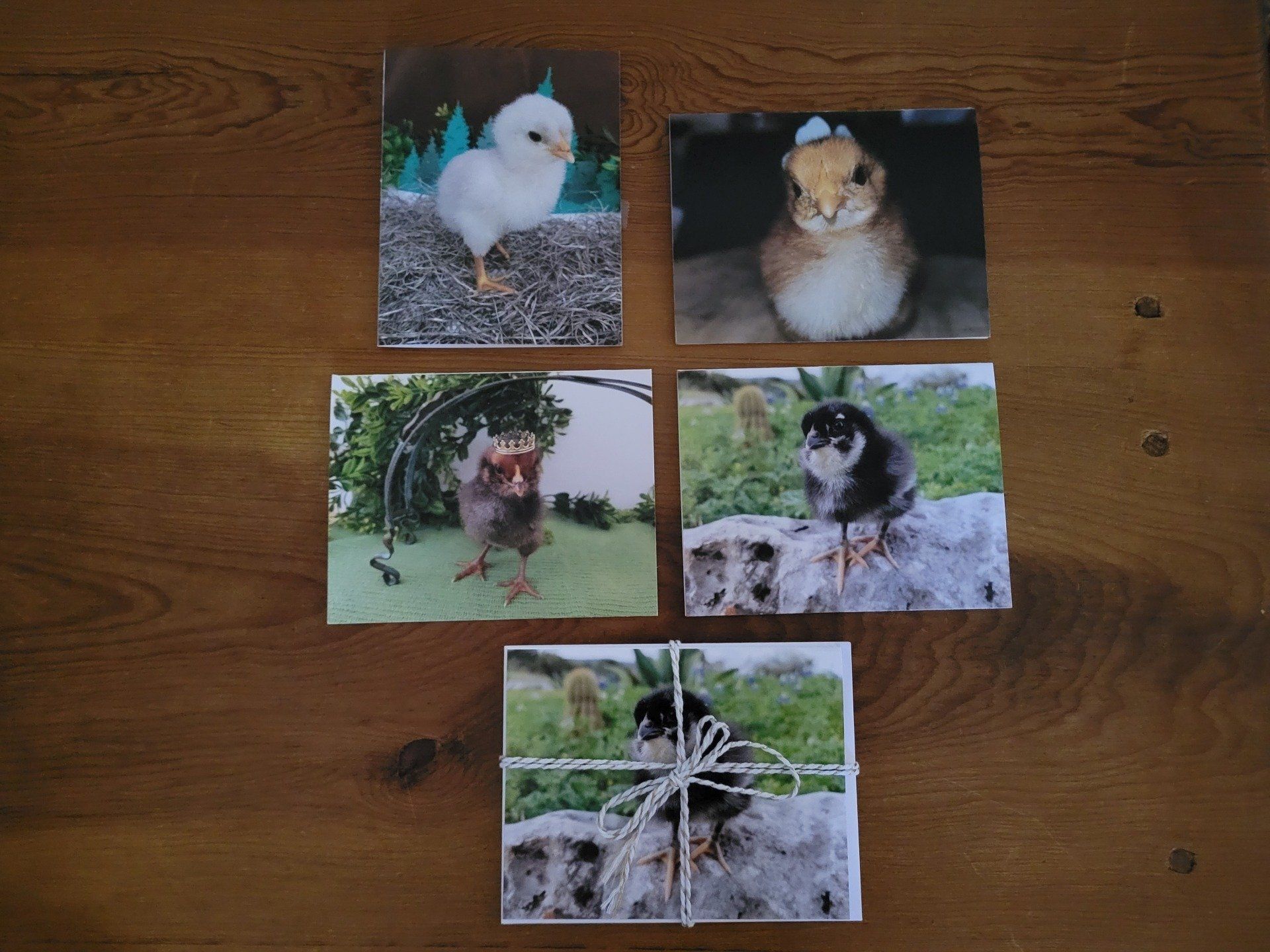 Baby Chick Note Card Assortment