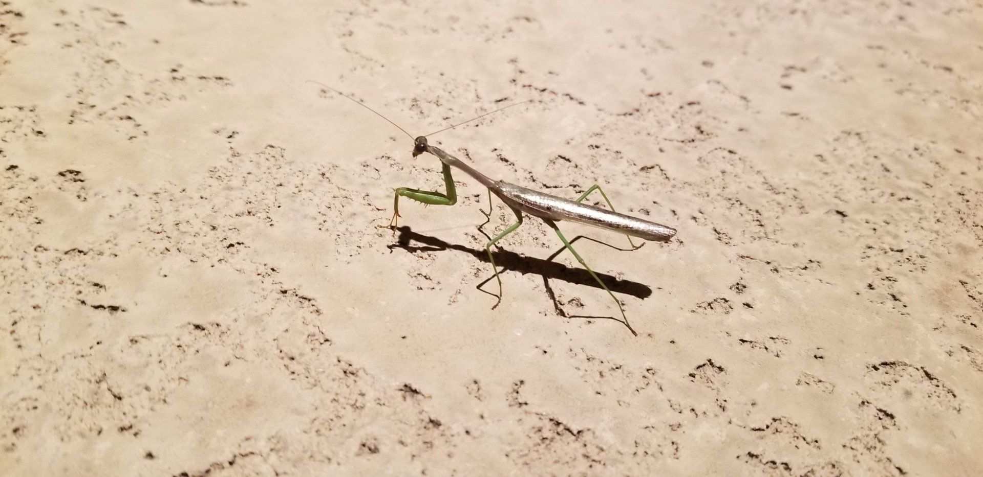 praying-mantis