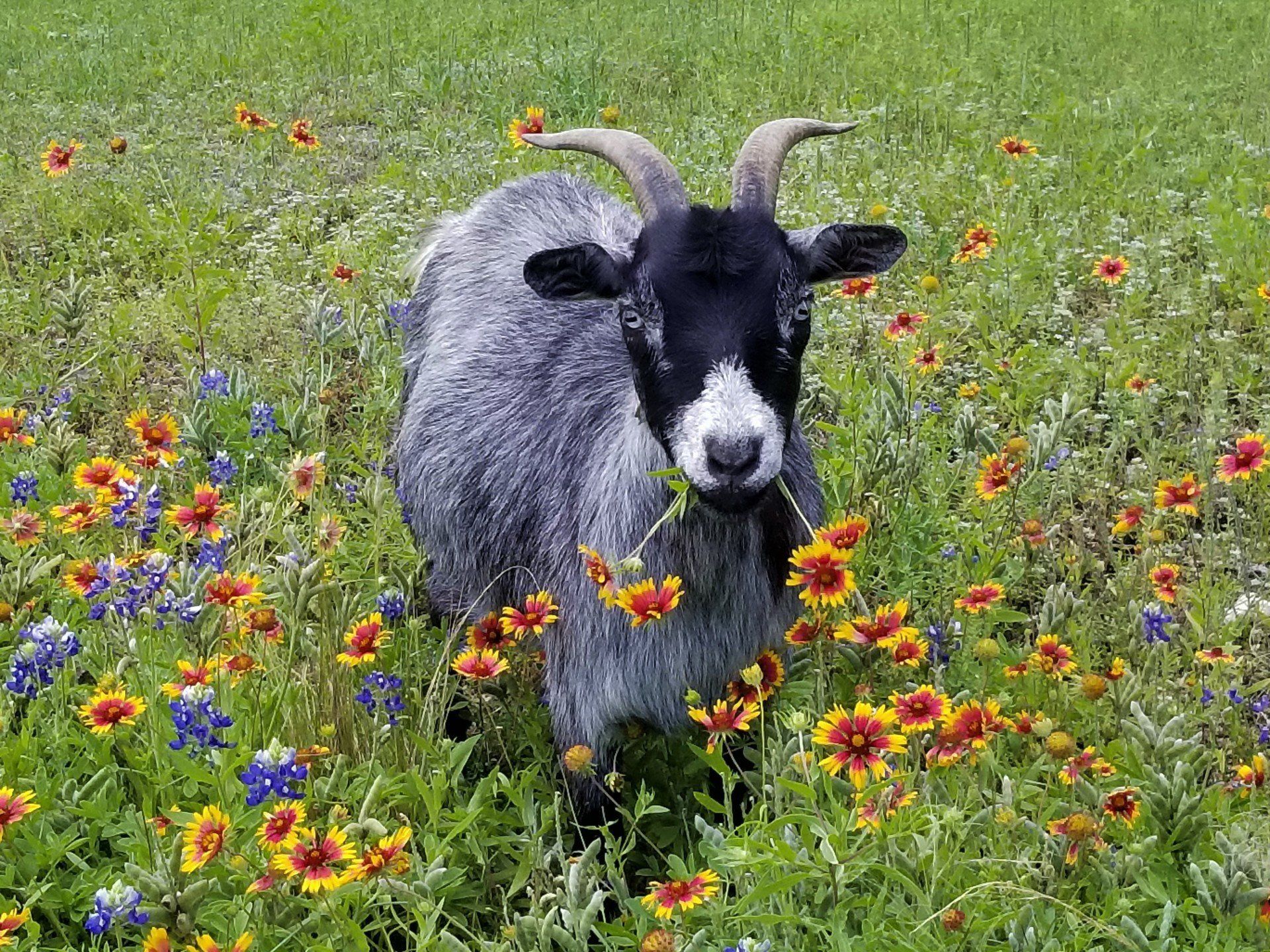 Goat eating flowers note cards