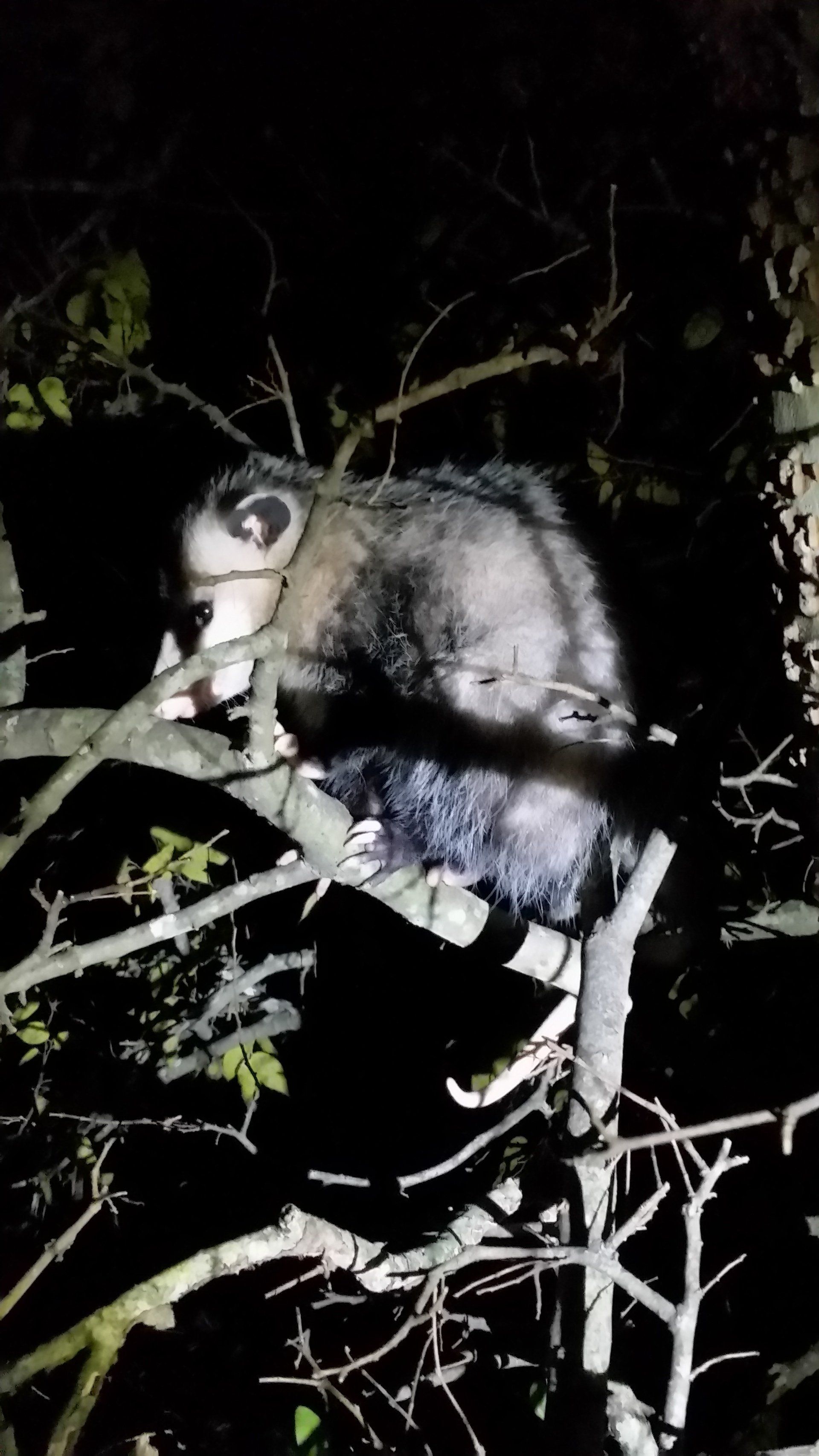 possum-in-tree