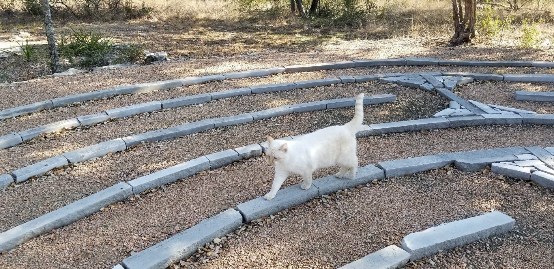 cat-in-the-labyrinth
