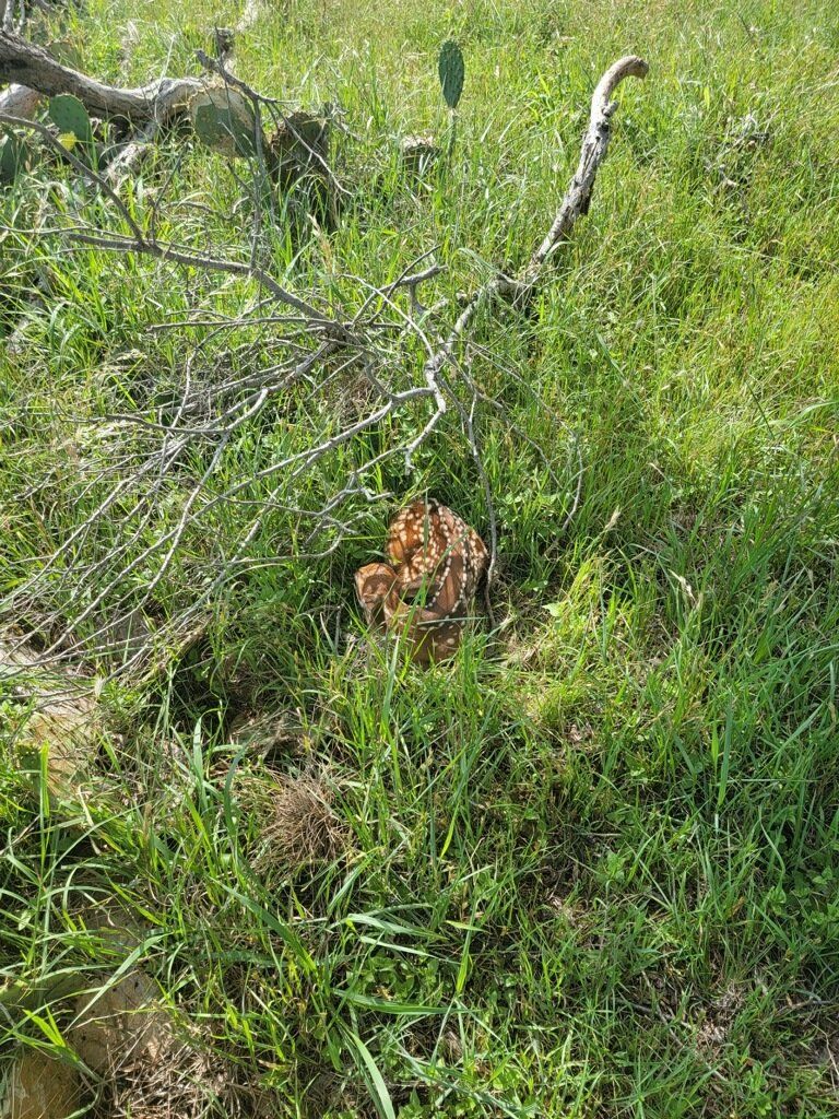 fawn-hidden-in-the-grass