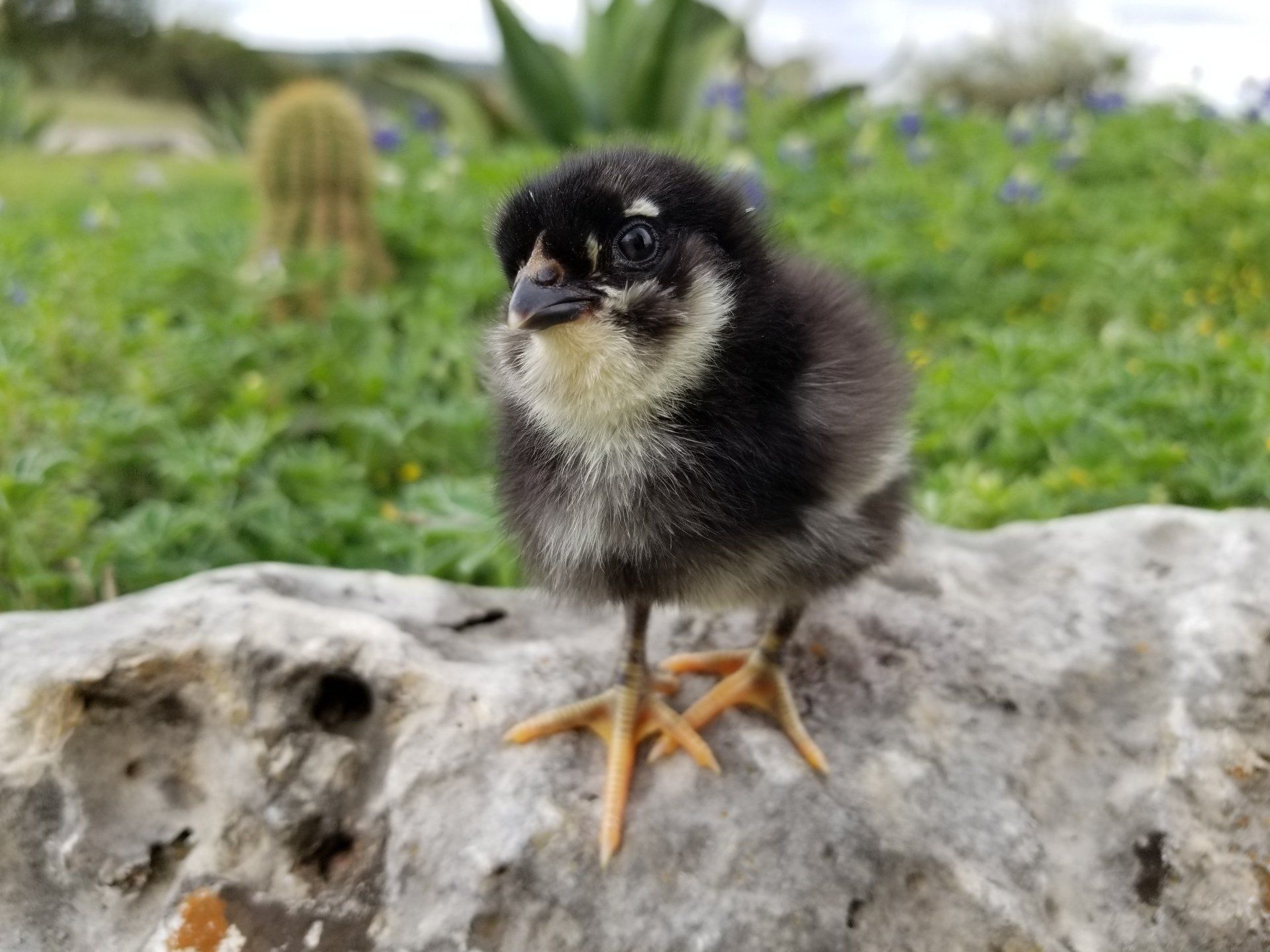 Black and white baby chick