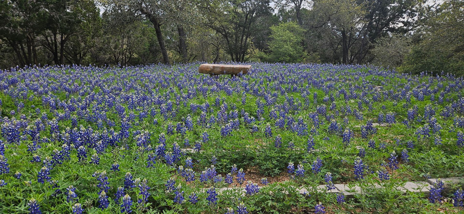 labyrinth-with-bluebonnets