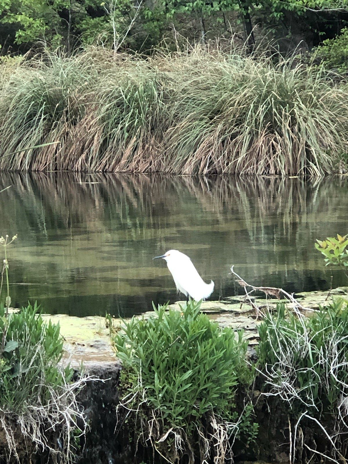 egret-at-bear-creek