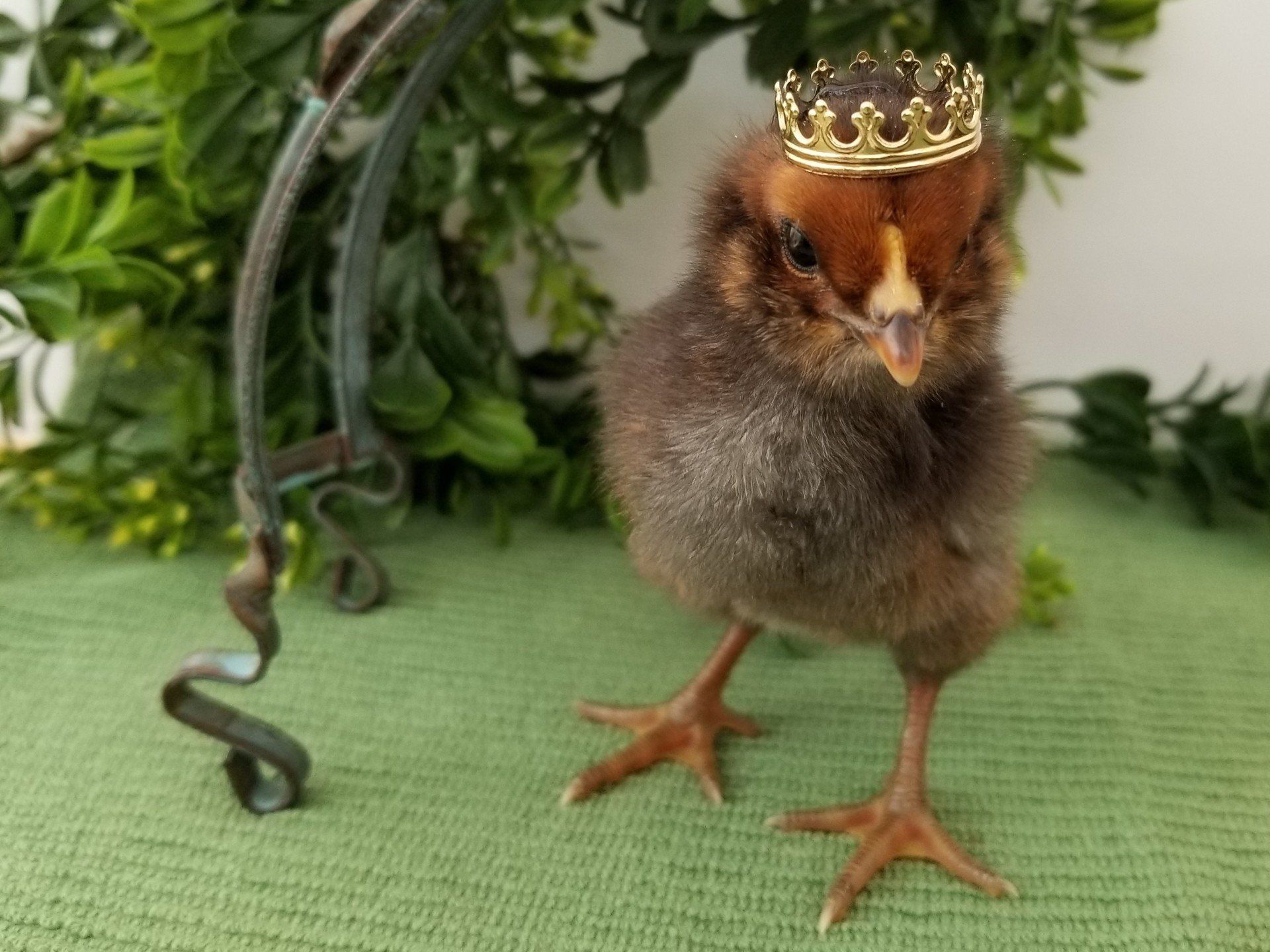 Brown baby Chick with Crown