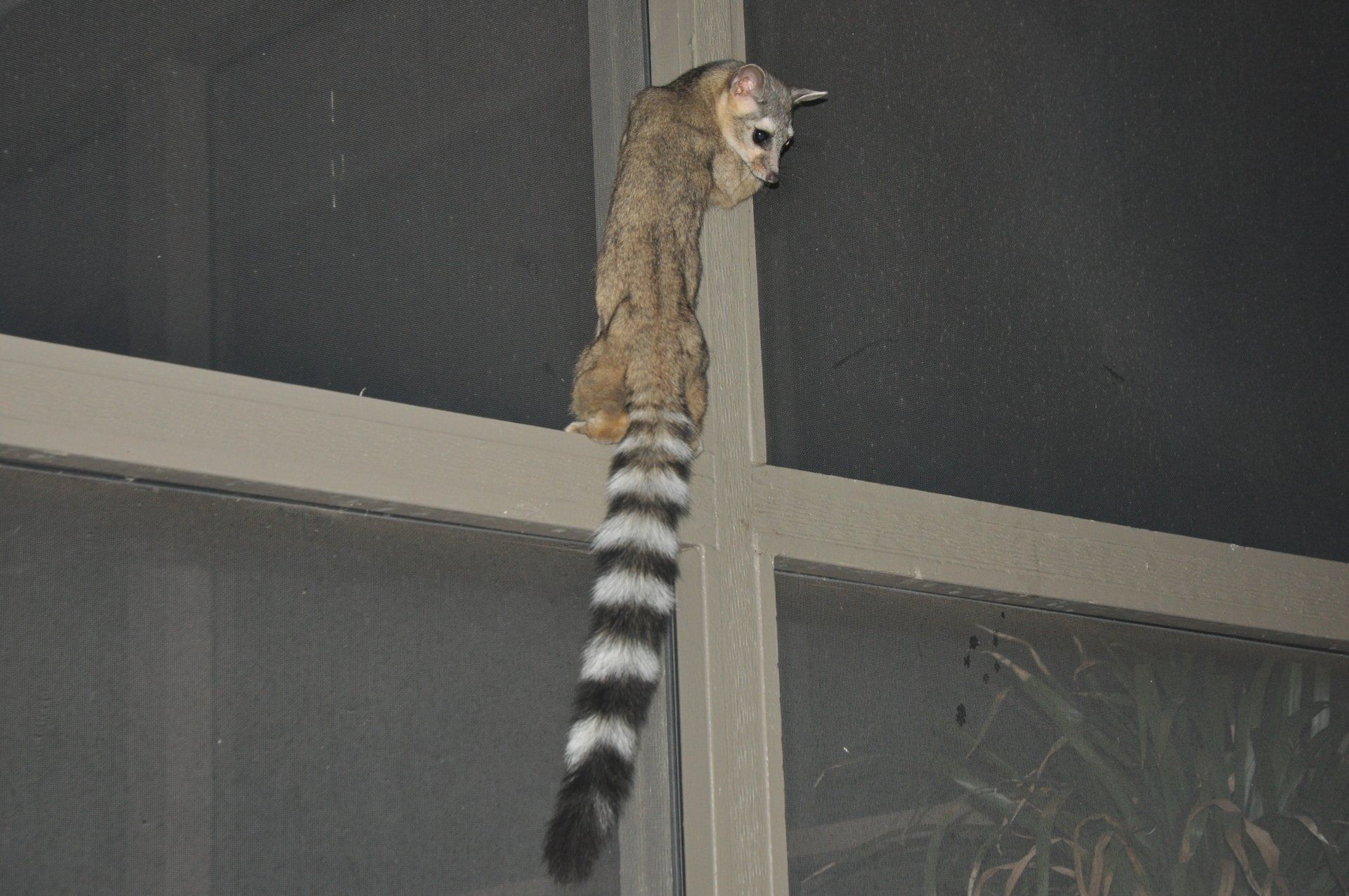 ring-tailed-cat