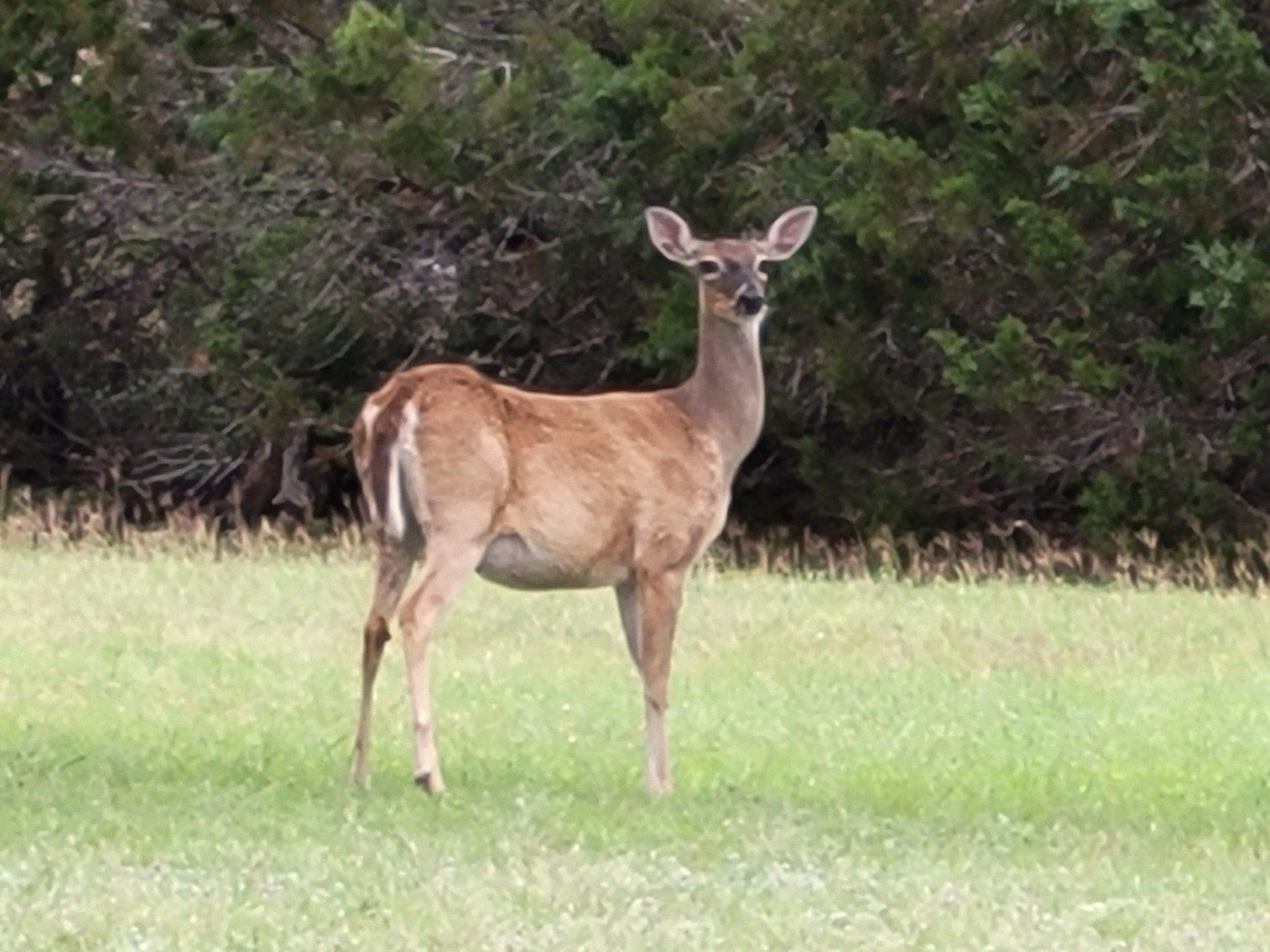 central-texas-deer