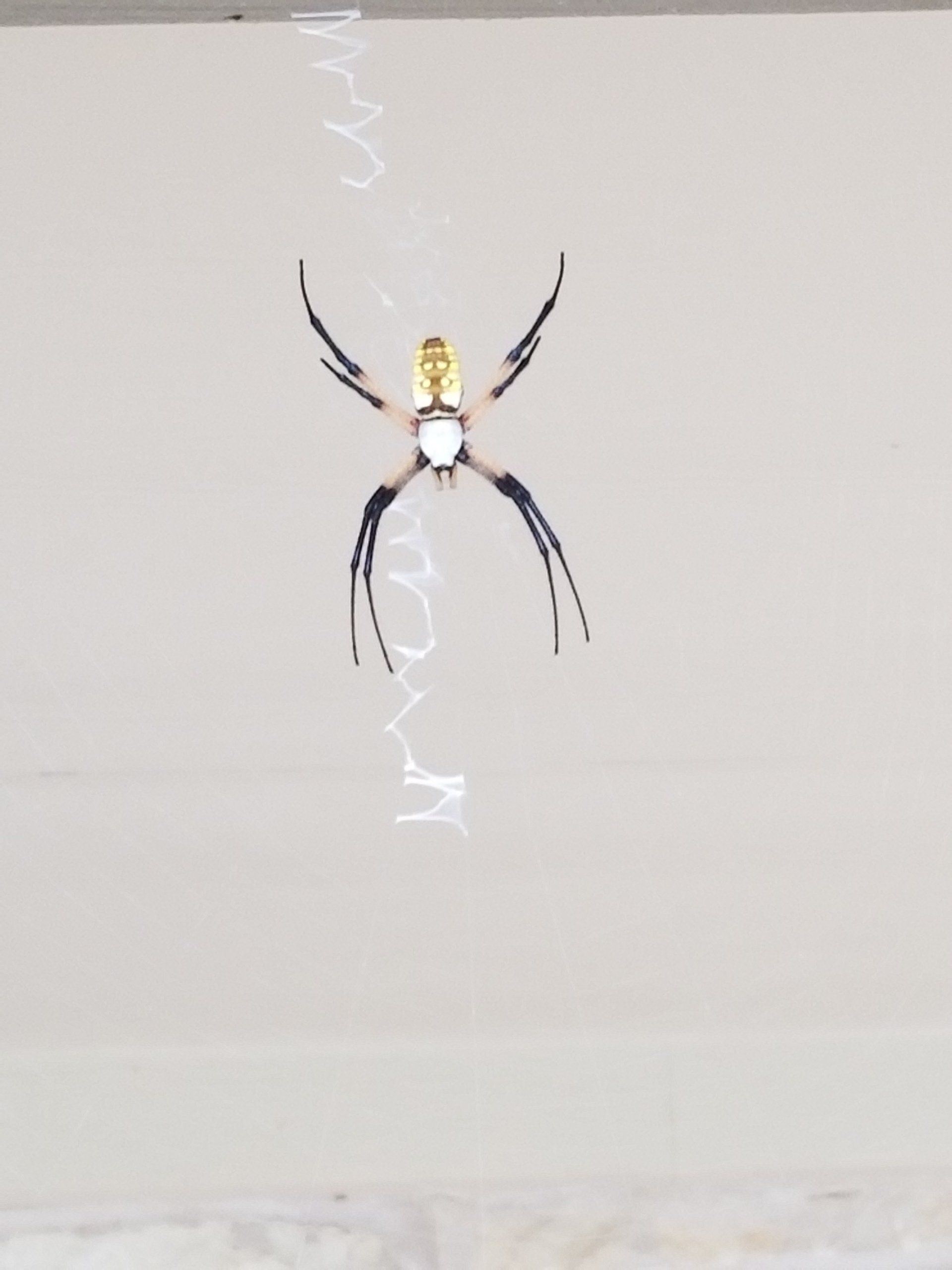 texas-spider