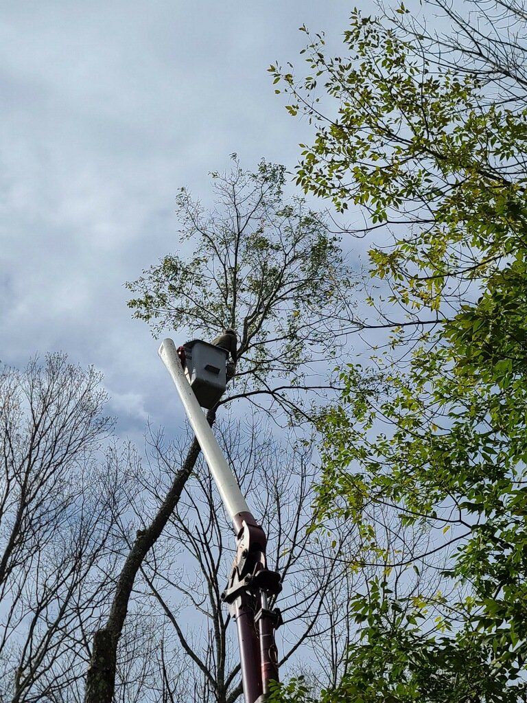 A person is standing on a pole in the middle of a forest.