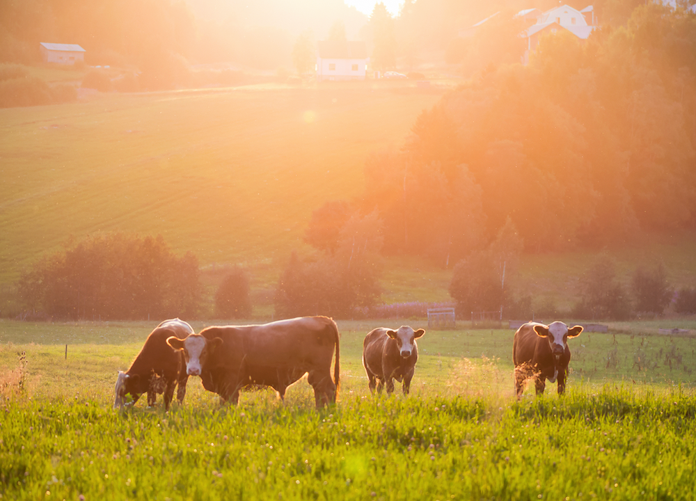 A Herd of Cows Grazing in a Grassy Field at Sunset — Gold Coast Detox and Rehab Services in Gold Coast, QLD