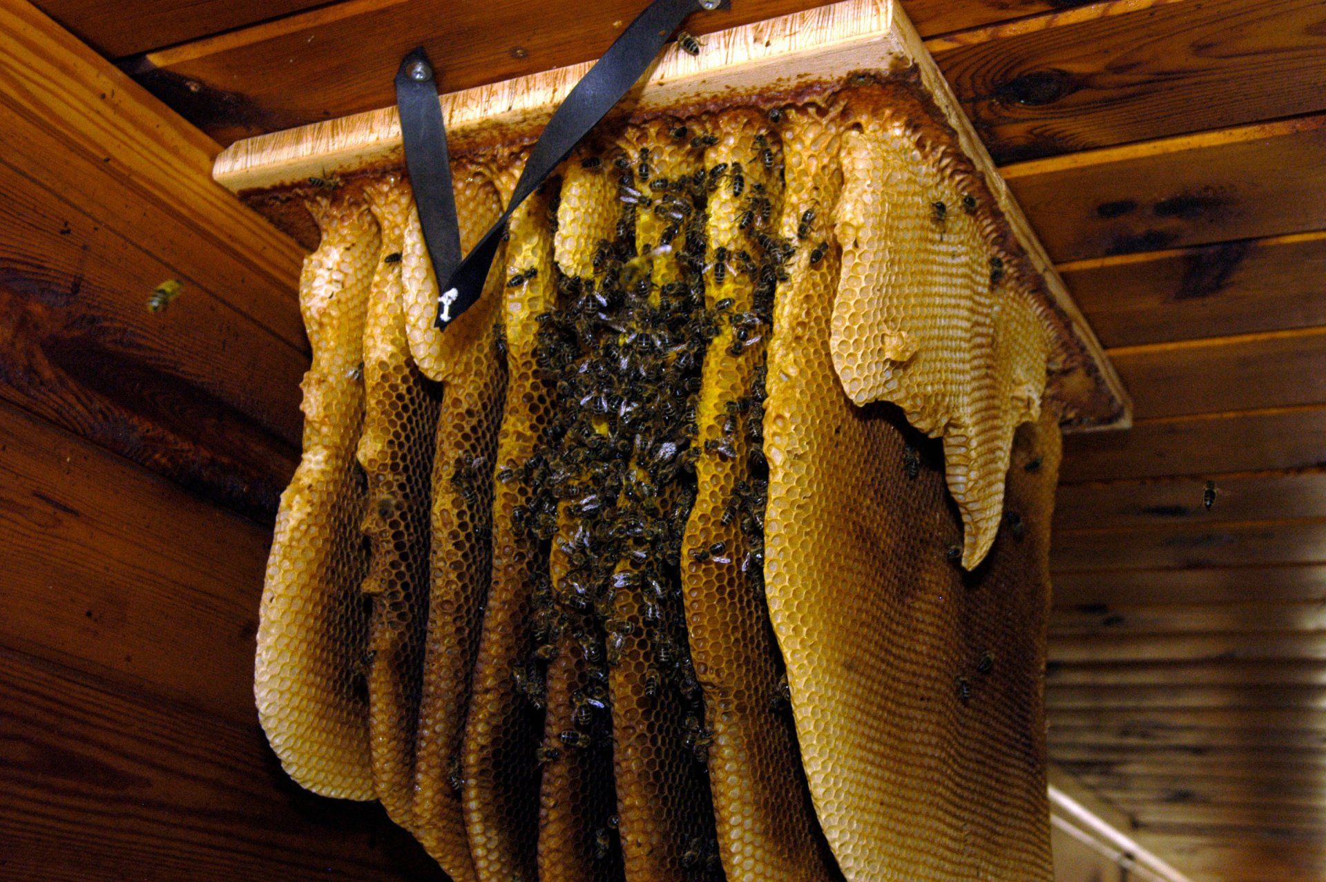 Wild bees and honeycomb in the attic