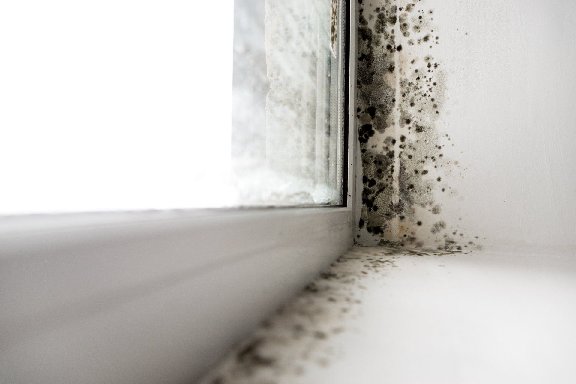 mold in the corner of the window