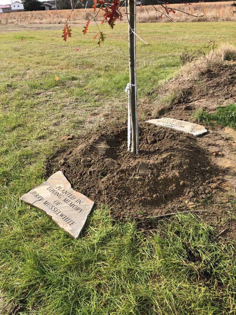 Natural Burial Services 6