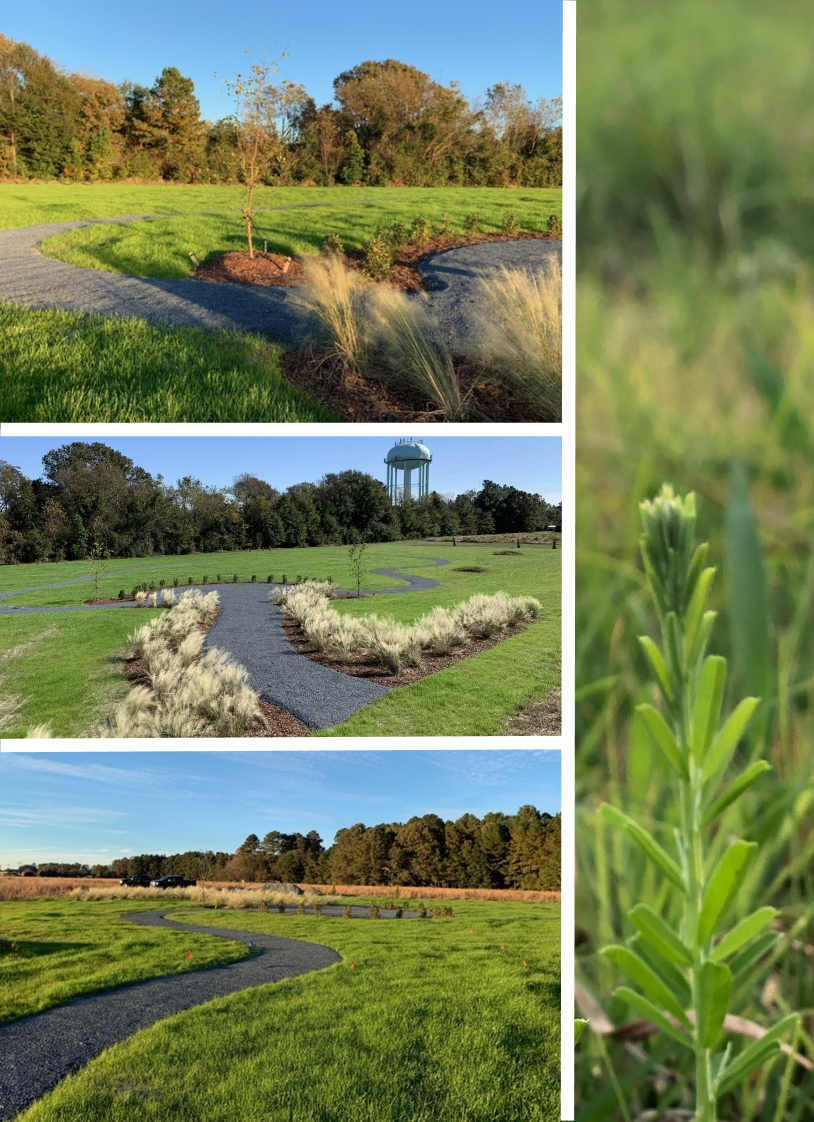 A collage of four pictures of grass and trees