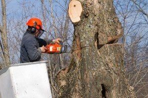 Tree Removal - Storm Damage