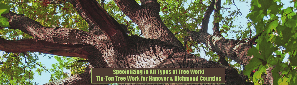 Tree Service About Us Mechanicsville VA