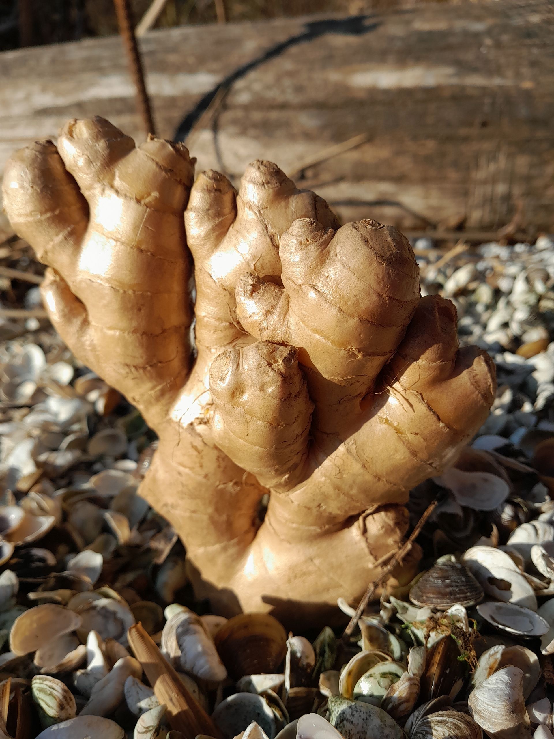 Racine de gingembre sur un lit de coquillages, sur fond de bois flou.