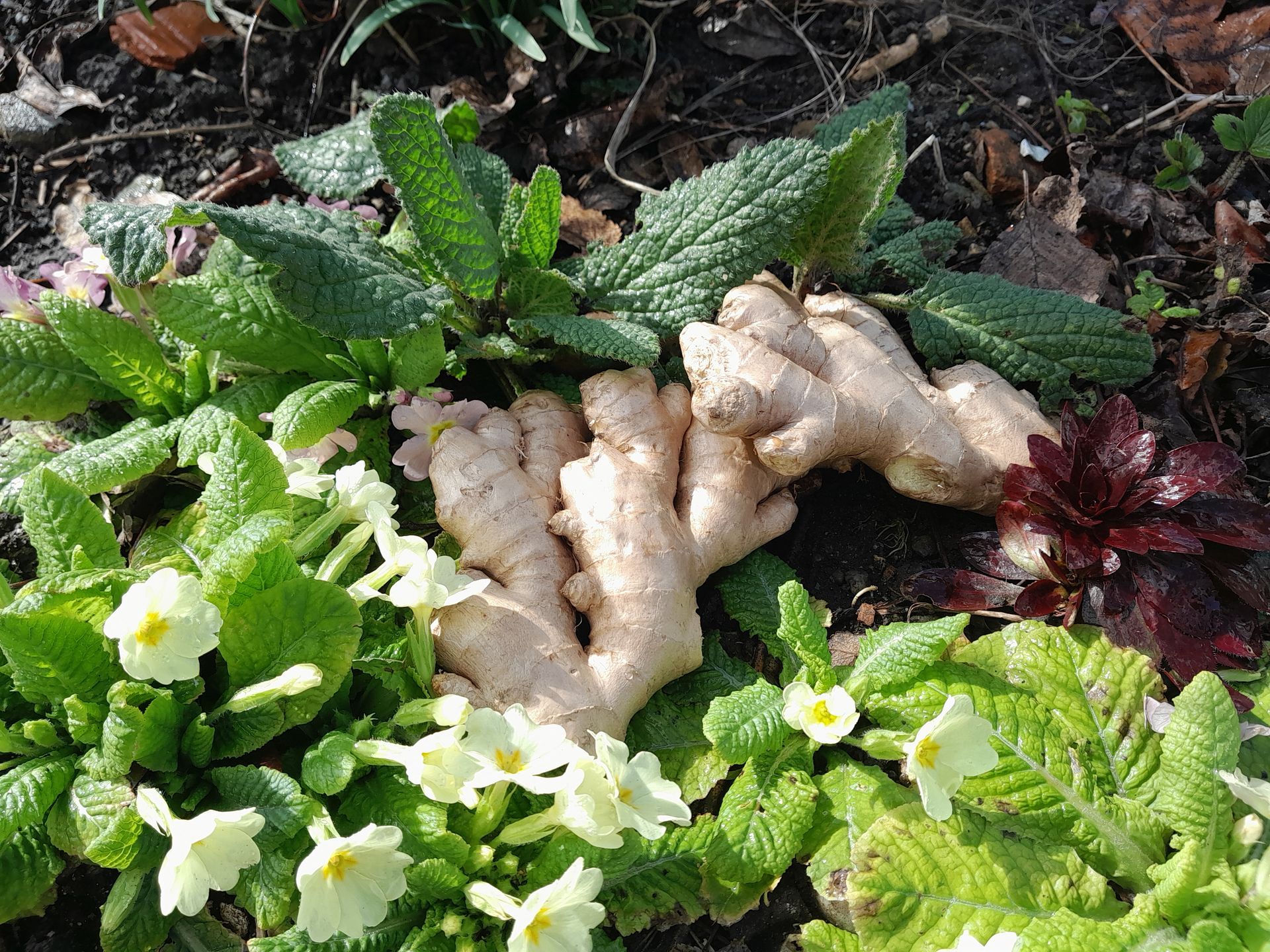 Racine de gingembre entourée de plantes vertes et de fleurs.