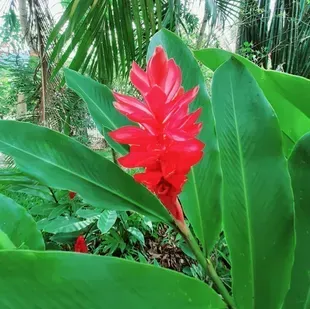 Un gros plan d'une fleur rouge entourée de feuilles vertes