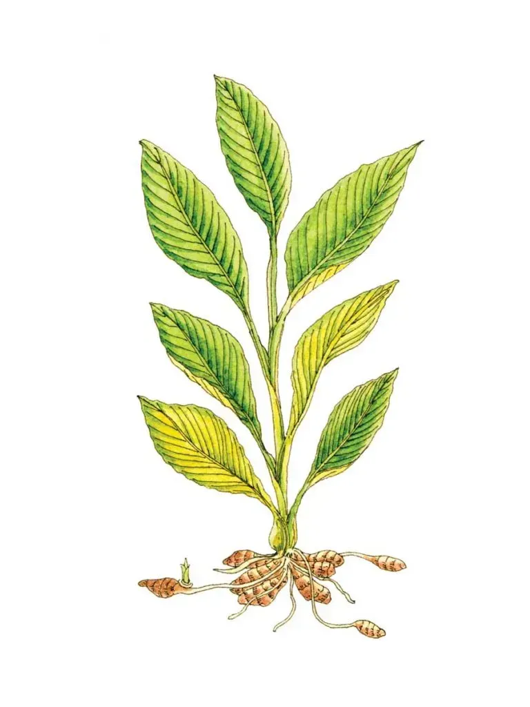 Illustration d'une plante aux longues feuilles vertes et aux racines visibles, présentant quelques zones jaunies.