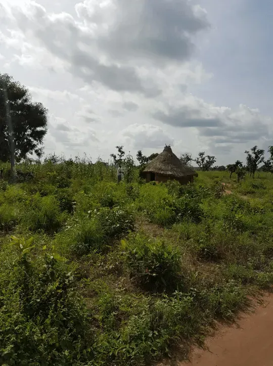 Une petite hutte se trouve au milieu d'un champ herbeux.