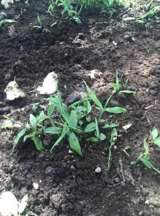 Une petite plante pousse dans la terre