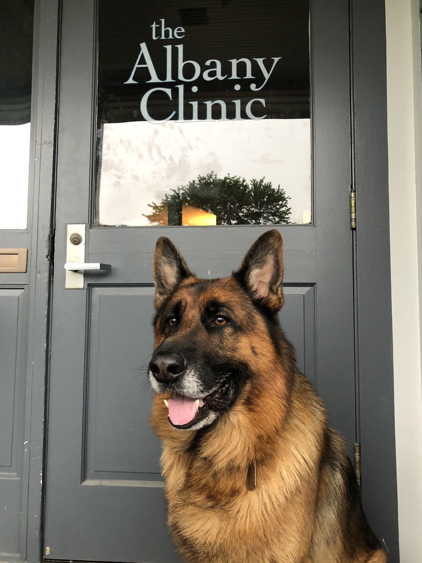 a german shepherd standing in front of the albany clinic