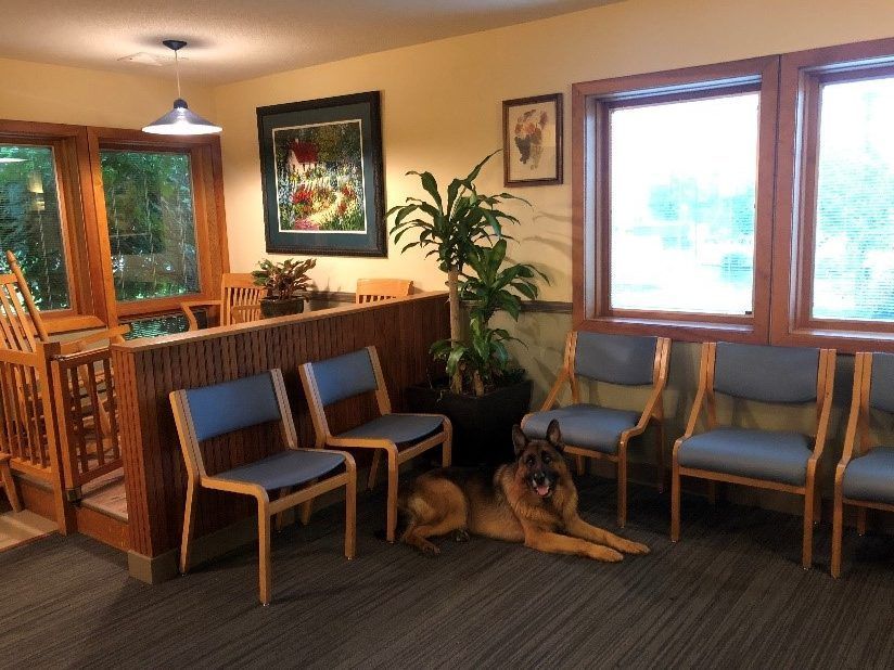 A dog is laying on the floor in a waiting room with chairs - the albany clinic in carbondale Illinois