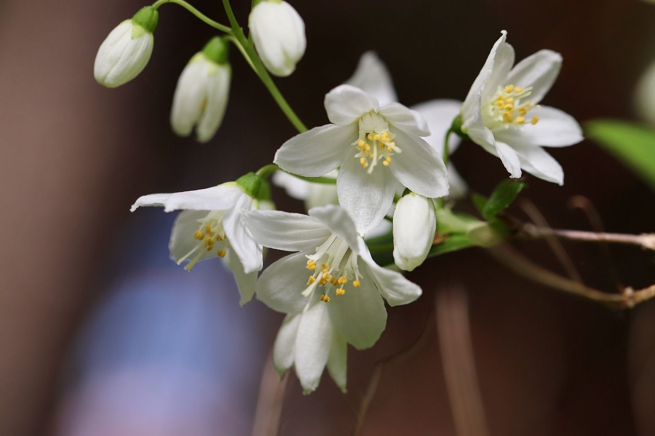 A close up of a bunch of white flowers with yellow centers