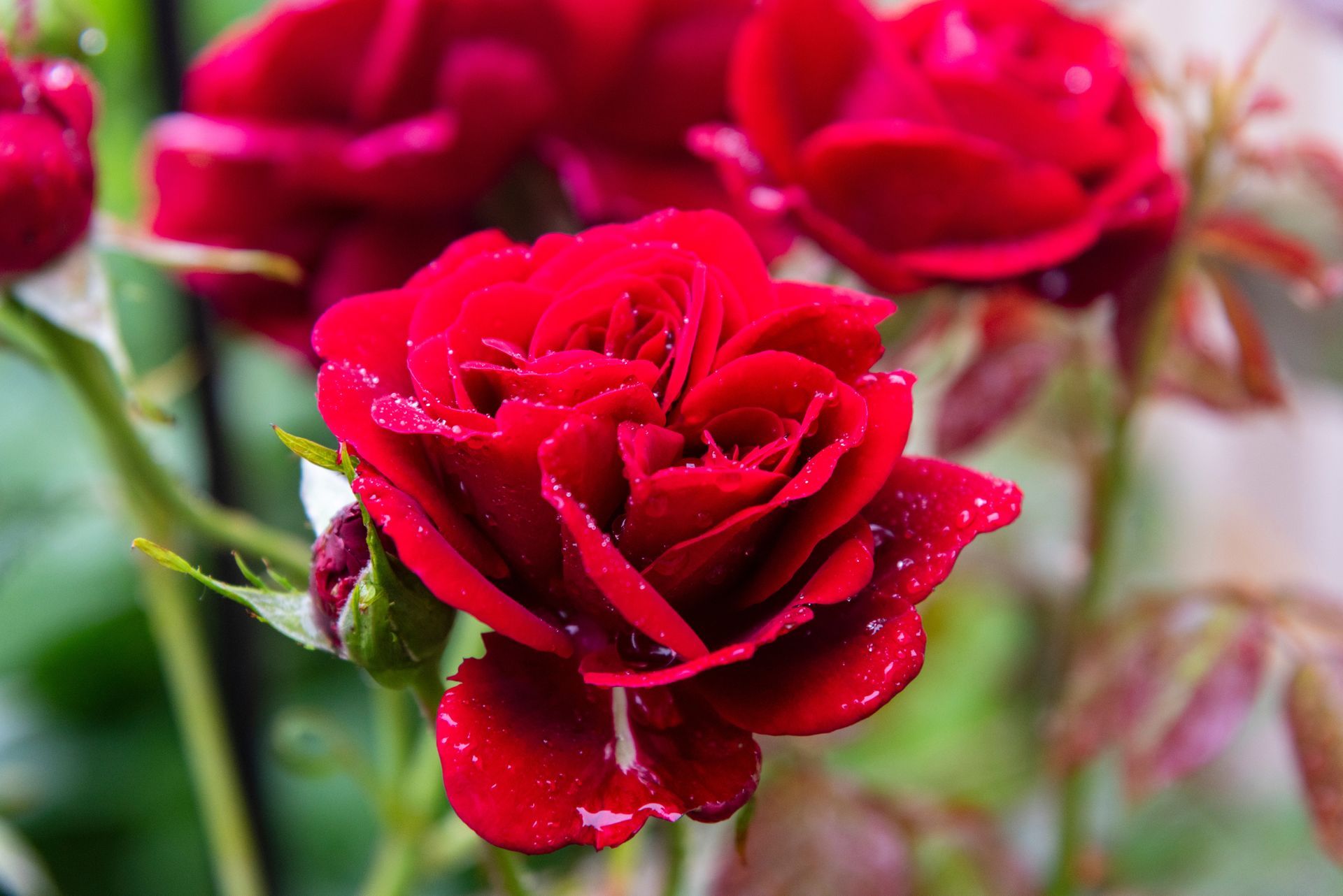 Colorful bouquet of flowers, including orange, yellow, red, purple, and white blooms against a blurred green backdrop.