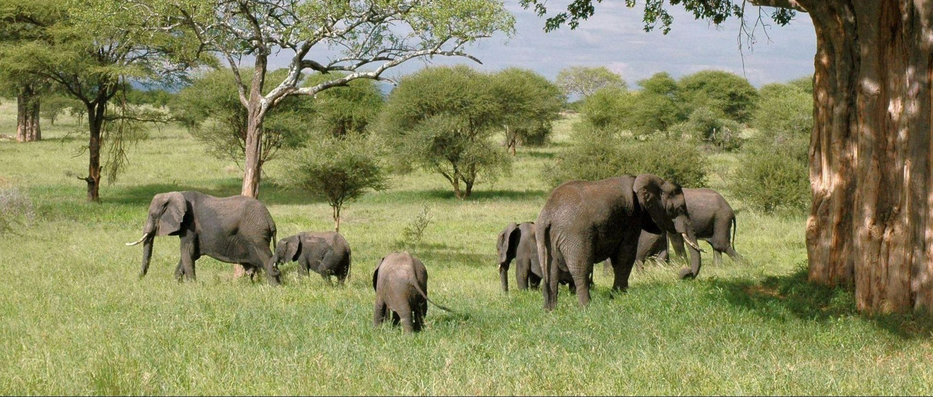 Nouabalé-Ndoki National Park (bordering Central African Republic)