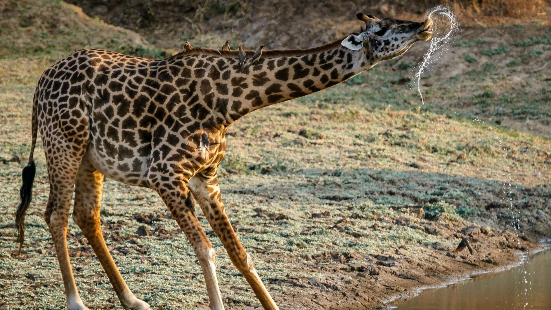 Zimbabwe & Zambia Safaris