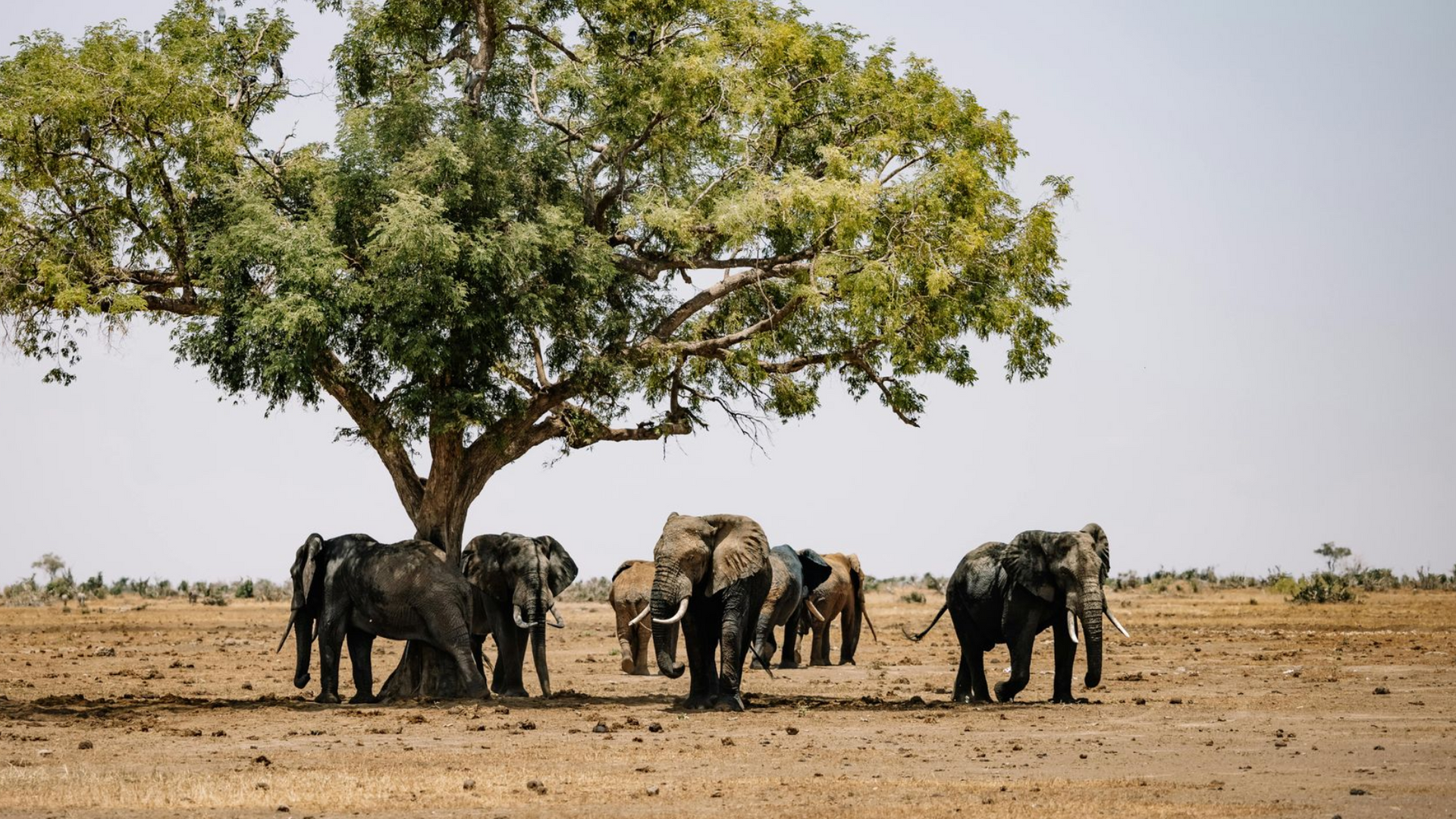 Kenya – Classic Romance on the Savannah