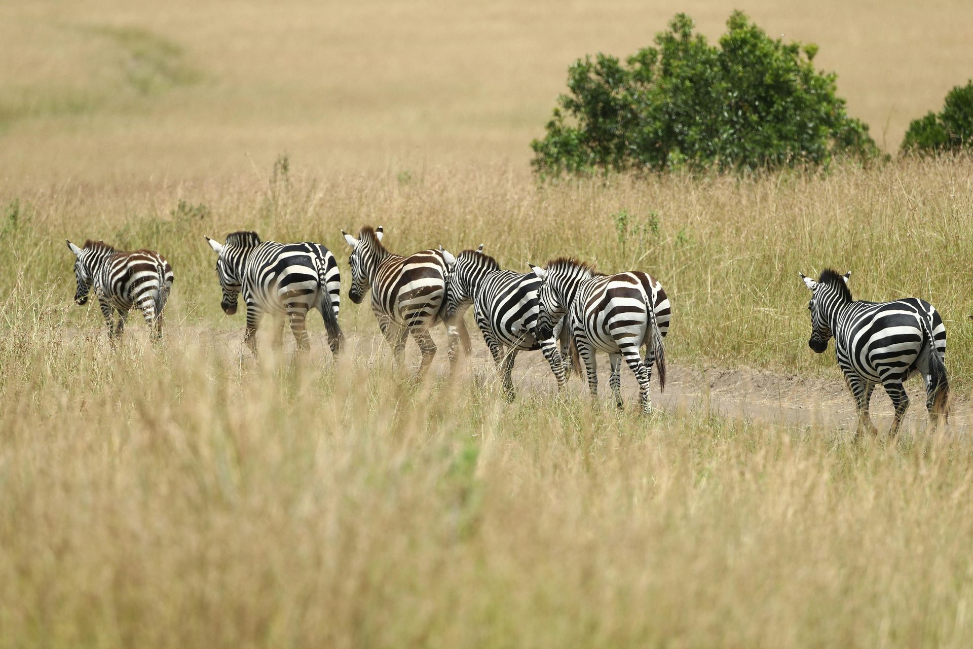 Makgadikgadi Pans National Park