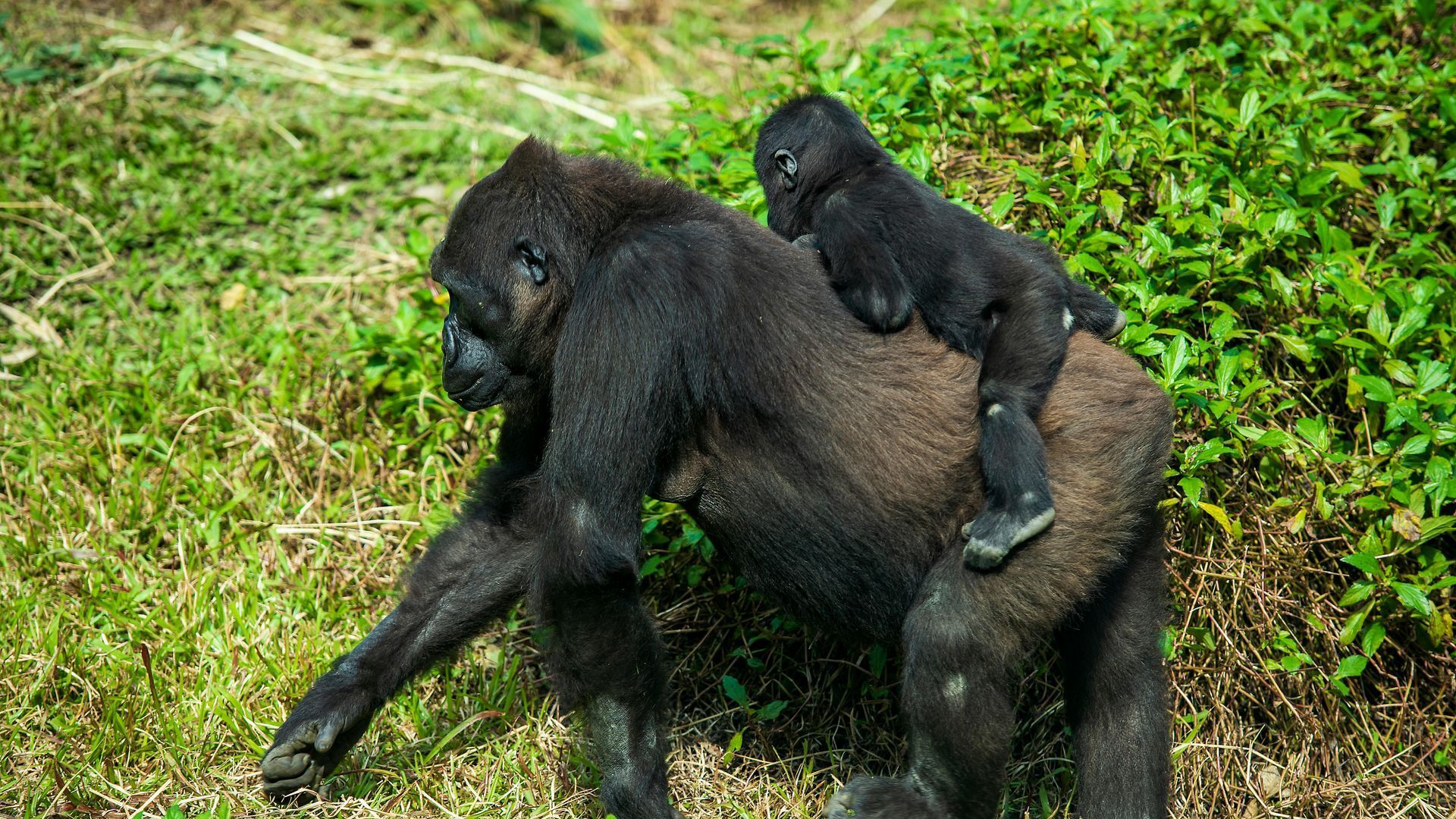 Mbomo and Ngaga Camps safari holidays